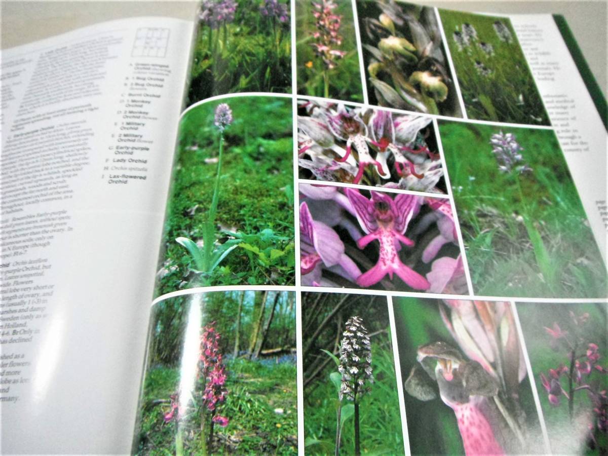  иностранная книга : Британия . Северная Европа. травы [PHOTOGRAPHIC GUIDE TO THE WILD FLOWERS OF BRITAIN & NORTHERN EUROPE]