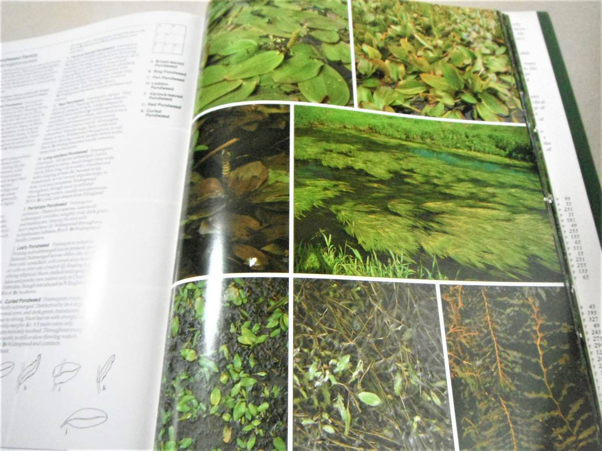  foreign book : Britain . Northern Europe. wild grasses [PHOTOGRAPHIC GUIDE TO THE WILD FLOWERS OF BRITAIN & NORTHERN EUROPE]