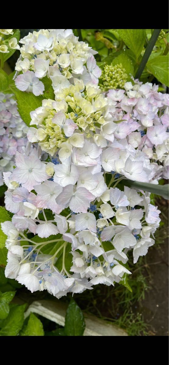 アジサイ　希少　　美しい紫陽花　　2年生苗