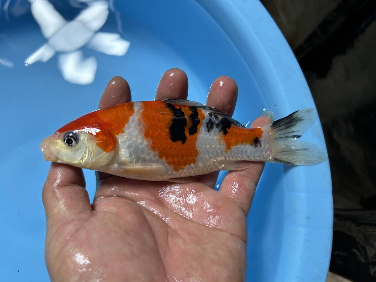 [ Kirameki . colored carp ] Taisho three color this year 17.(.. series )