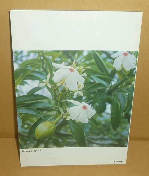 生物毒1981『香港の有毒植物 HONG KONG Poisonous Plants（英文）』 Ho Mang=Hang 著_画像2