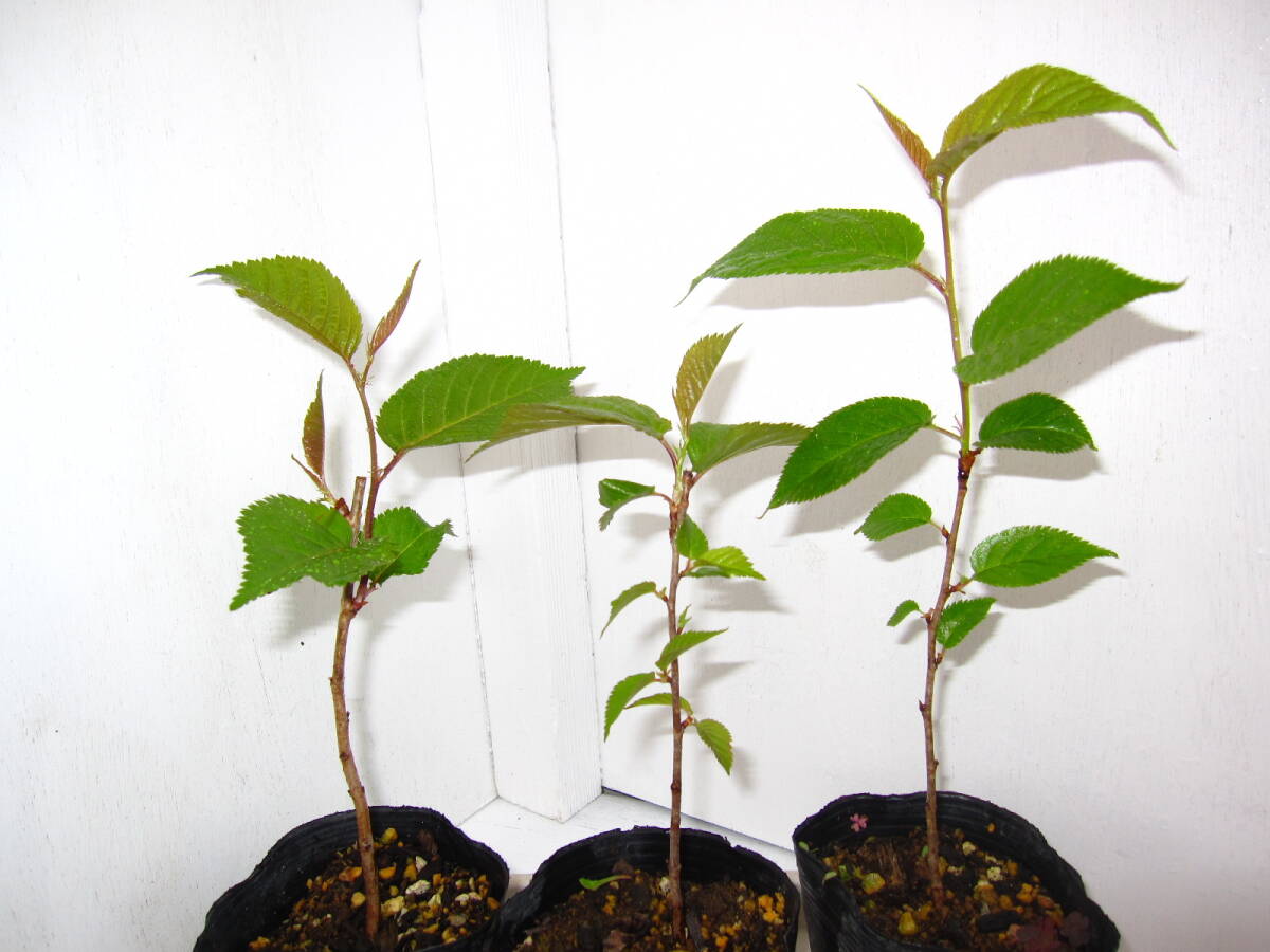  sapling /* river Tsu Sakura /*2024 year germination...ing/*20~35 cm/*3ps.@ germination .990 jpy.