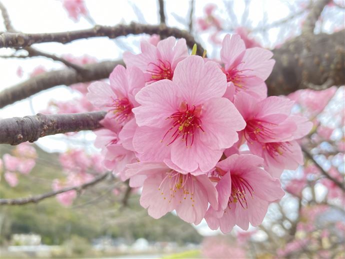 苗木/●河津桜/●2024年 発芽…ing/●20～25cm/●10本発芽で 2.780 円..._(河津桜)