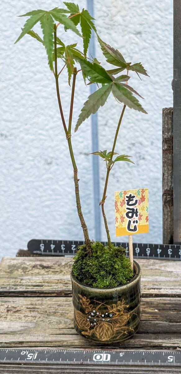 050101 legume bonsai *momiji* kokedama 