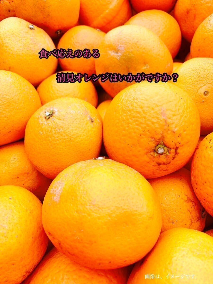 和歌山県 清見 オレンジ フルーツ 家庭用 b品 セール 早い者勝ち 柑橘 残り少しの画像2