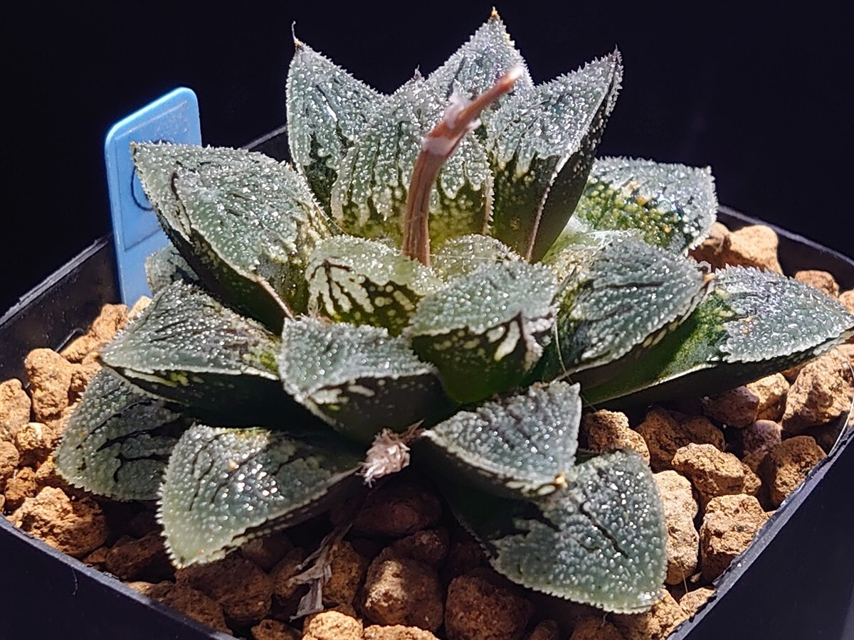 ハオルチア☆クリスティ☆Haworthia_画像1