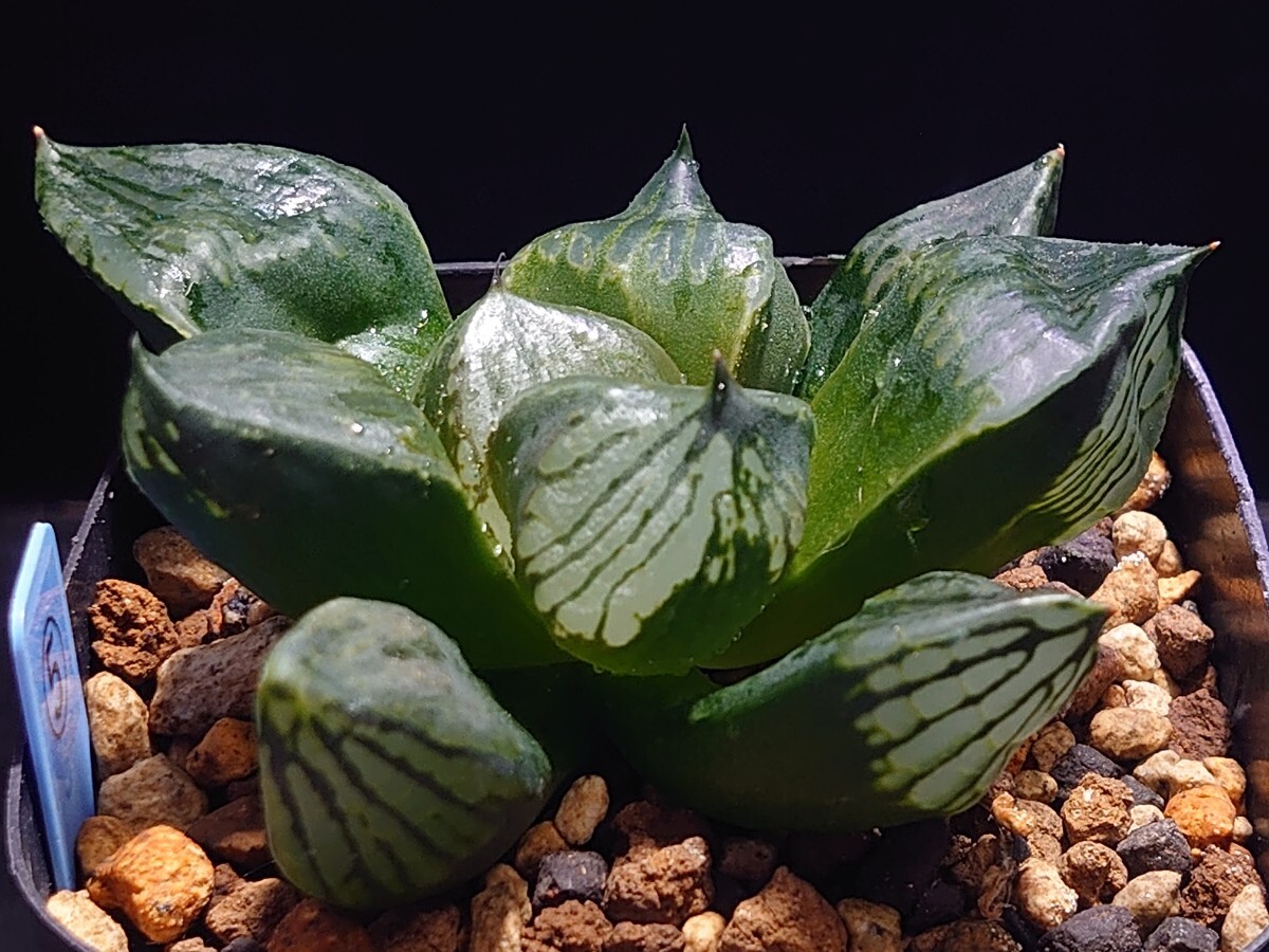 ハオルチア☆黒い影x本間般若Ｎ１☆Haworthia_画像5