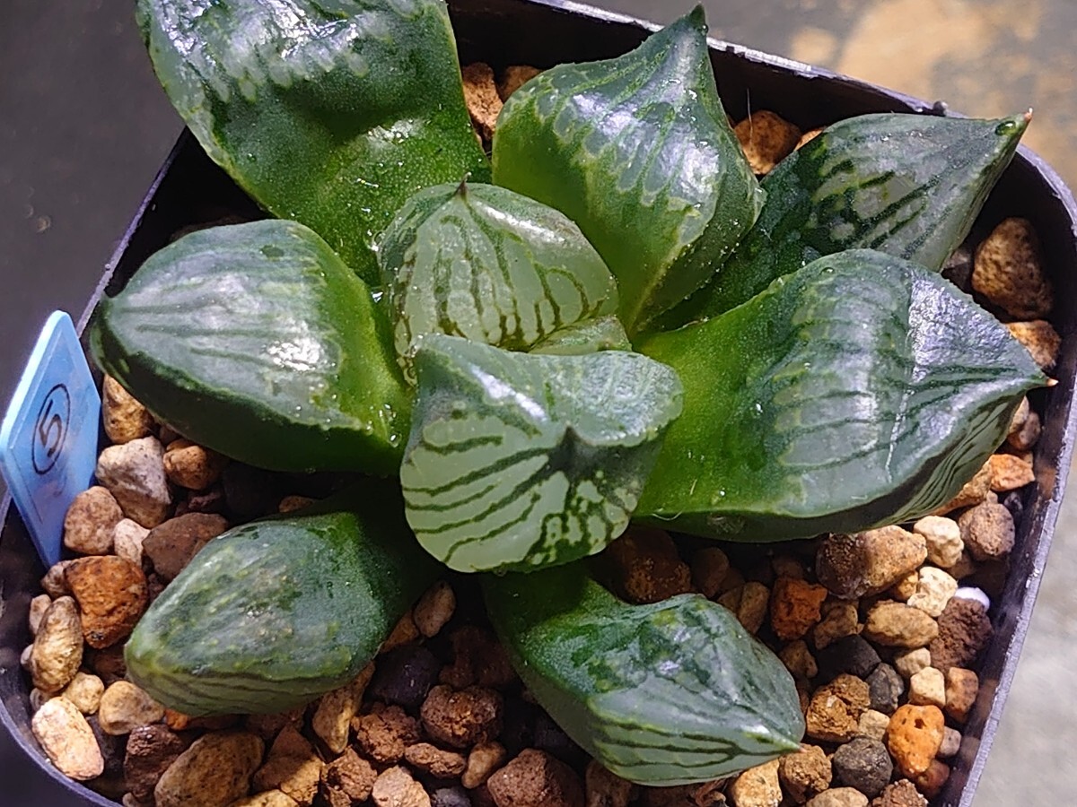 ハオルチア☆黒い影x本間般若Ｎ１☆Haworthia_画像7