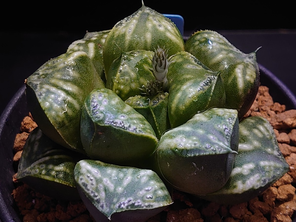 ハオルチア☆姫葵KNS-5☆Haworthia_画像2