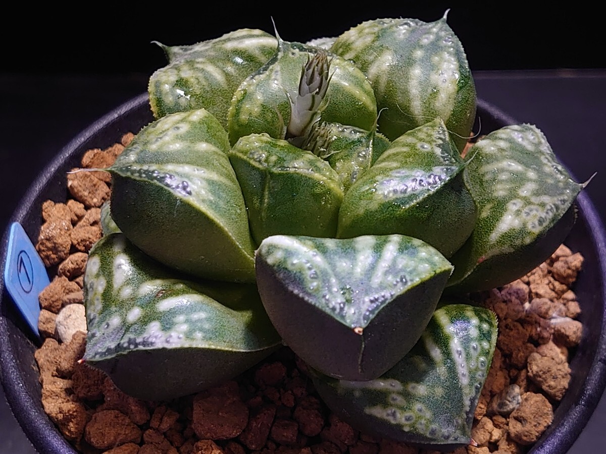 ハオルチア☆姫葵KNS-5☆Haworthia_画像5