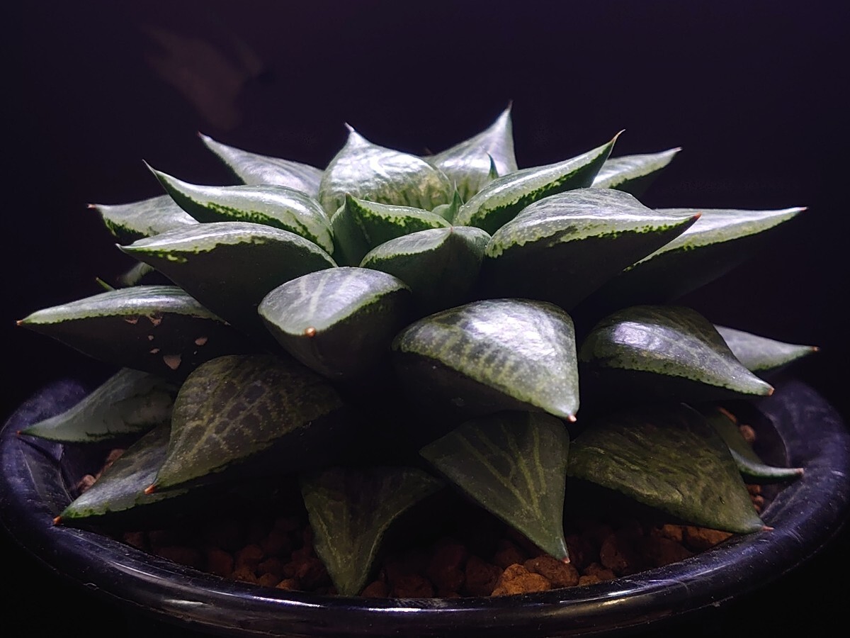 ハオルチア☆シャープ葉コンプト☆Haworthia_画像5