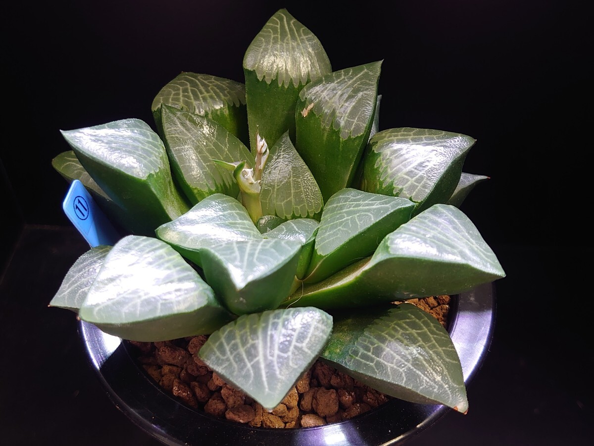 ハオルチア☆星影☆Haworthia_画像5