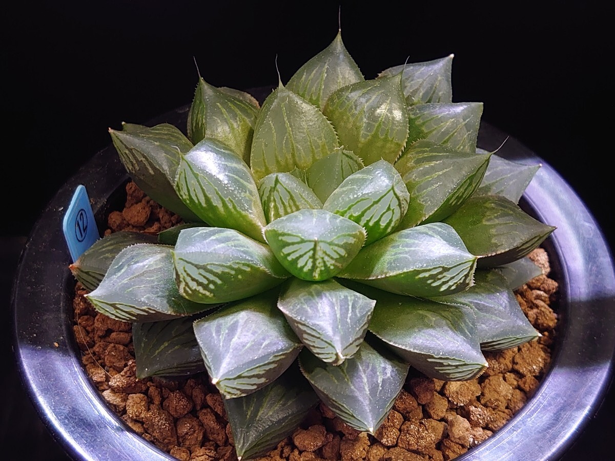 ハオルチア☆小澤氏オブツーサ交配☆Haworthia_画像5