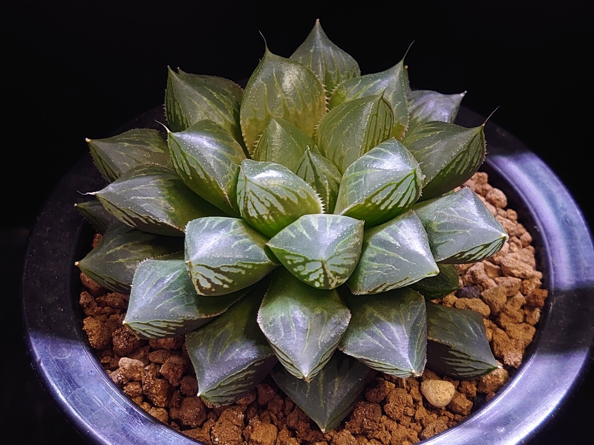 ハオルチア☆小澤氏オブツーサ交配☆Haworthia_画像2