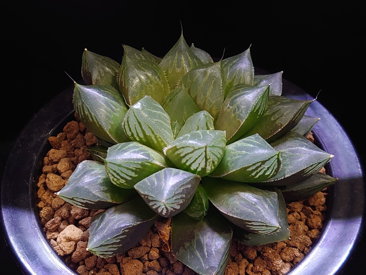 ハオルチア☆小澤氏オブツーサ交配☆Haworthia_画像4