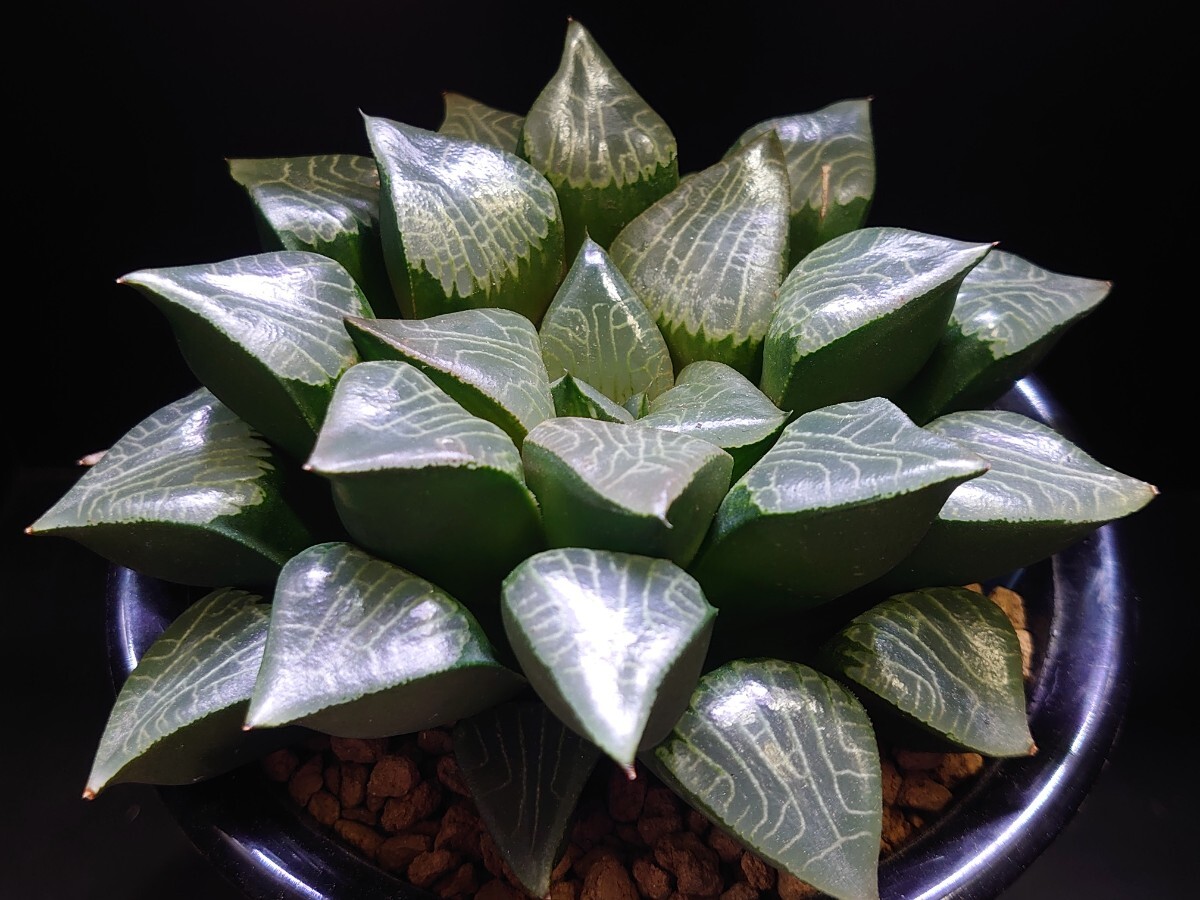 ハオルチア☆花影☆Haworthia_画像3