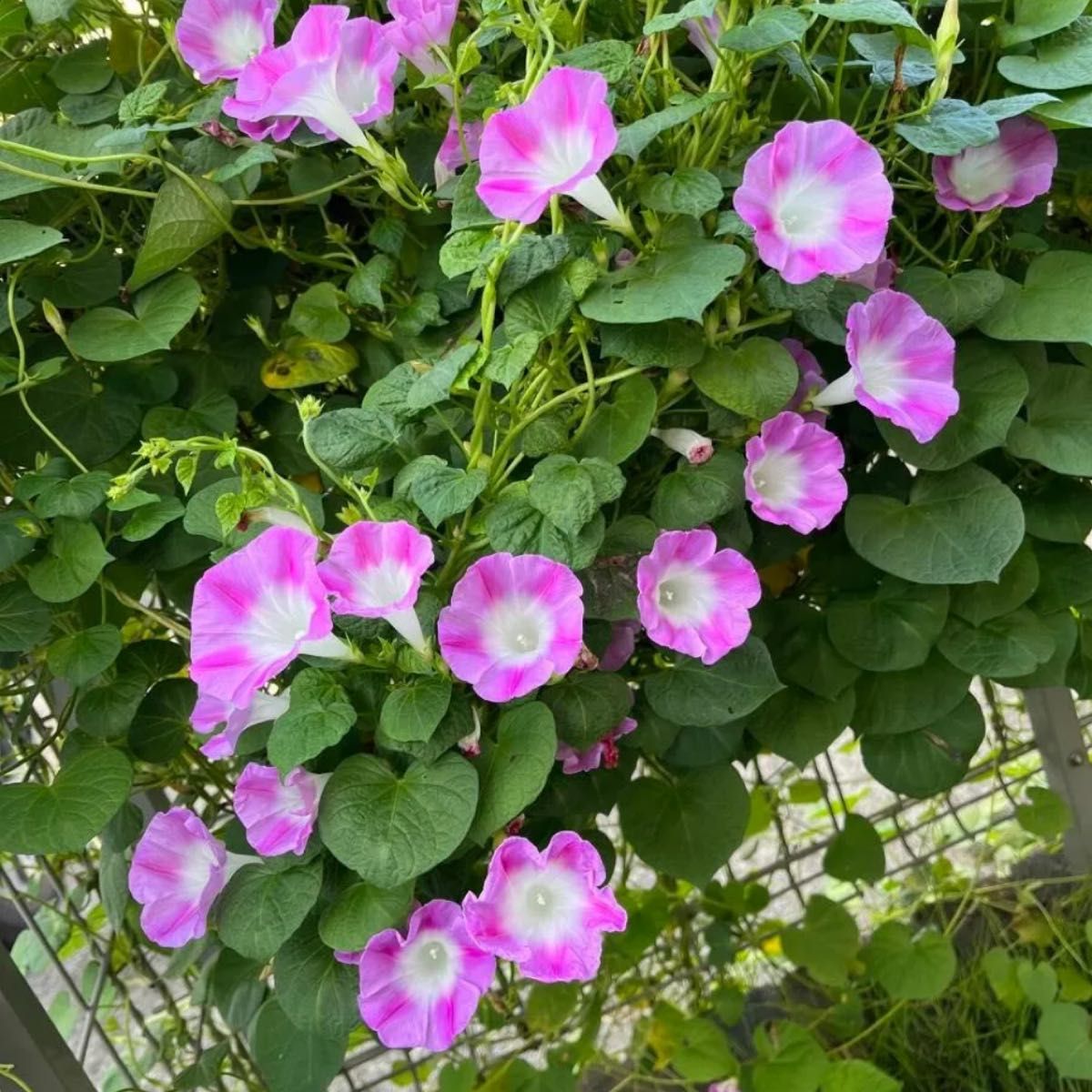 ちょっと変わった可愛い花びらピンク色西洋朝顔の種3gあ アサガオのタネグリーンカーテンフェンスエコカーテン省エネ 多花性