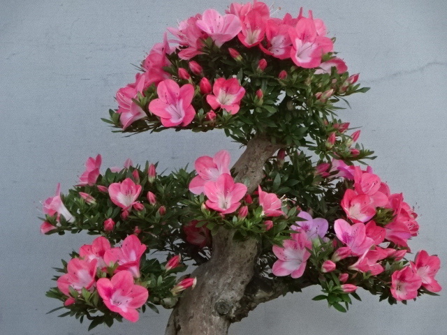 [ хобби. satsuki ] популярный товар вид. futoshi предмет средний товар [ Sakura ] высота дерева 38.. вокруг 24. Rhododendron indicum бонсай 
