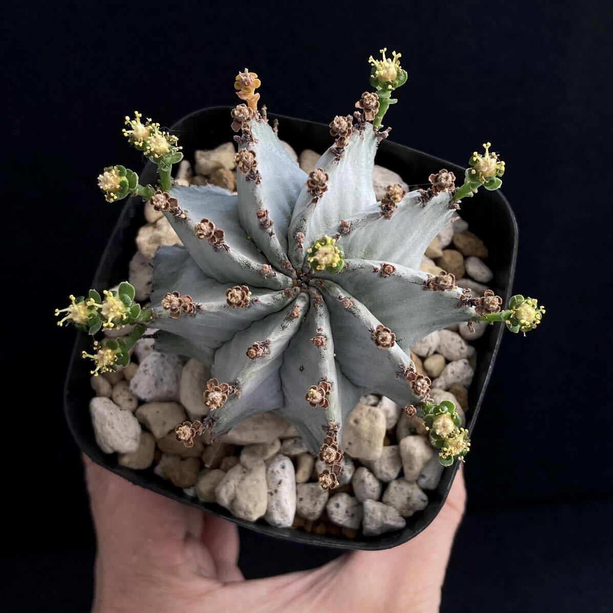 σ ユーフォルビア 螺旋白ホリダ (FUK-特選Ⅰ) ♂3号 1枚目参考画像 Euphorbia horrida【ホリダシンパ】多肉植物 サボテン オベサ_画像7