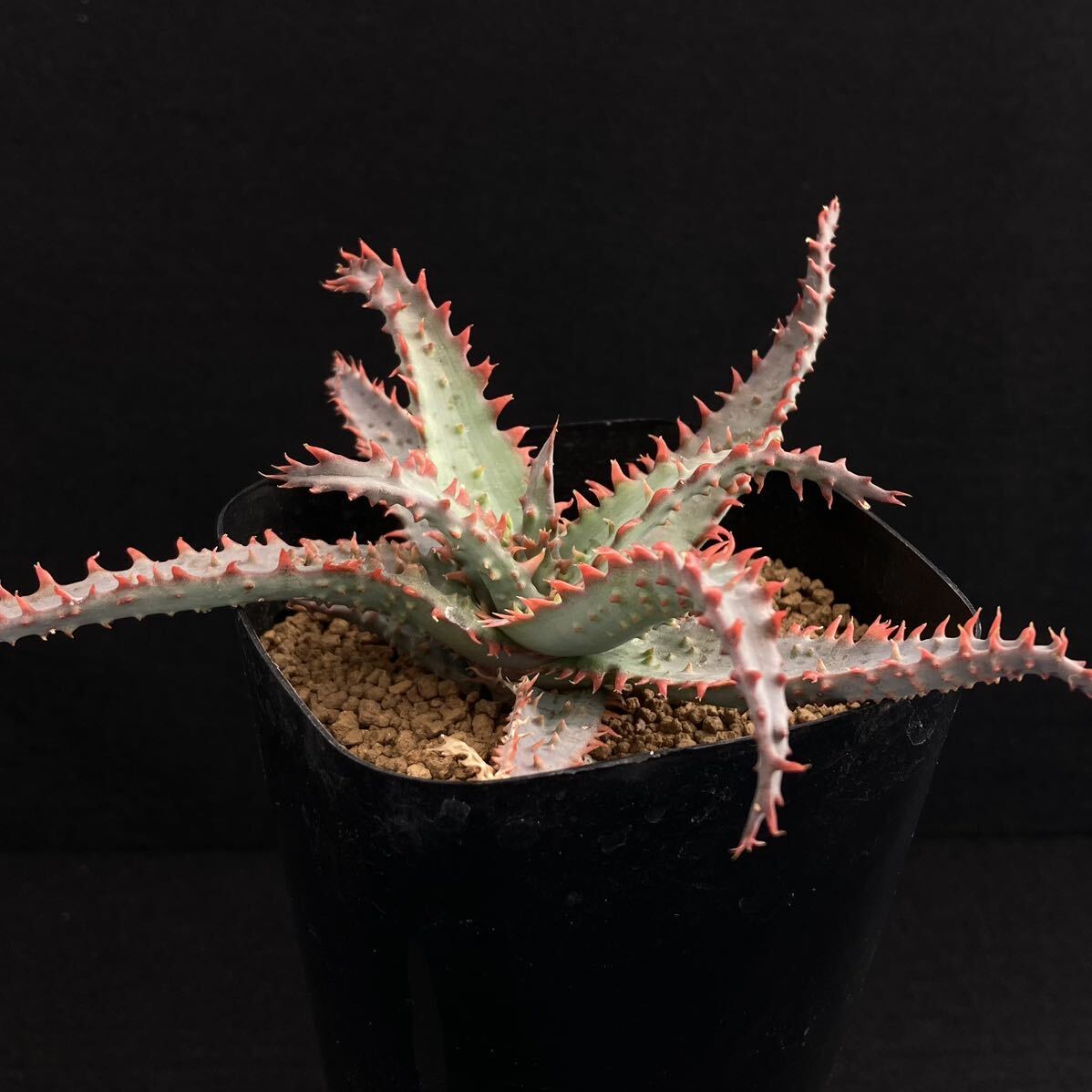 σ アロエ ワイリーコヨーテ 3号 1枚目参考画像 Aloe ’Wily Coyote’ (Karen Zimmerman hybrids) 多肉植物 サボテン ハオルチア_画像6