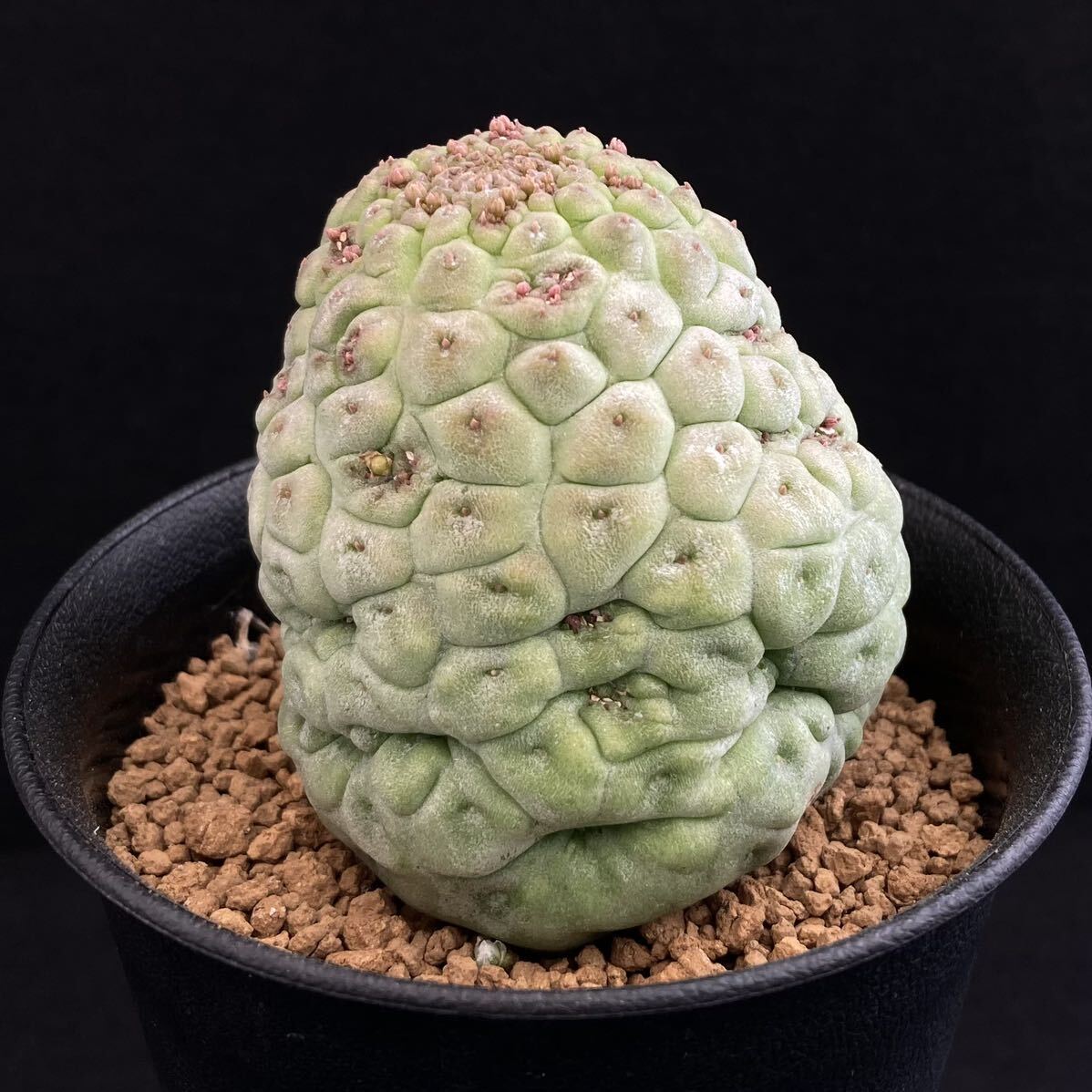 σ ラリレアキア カクティフォルメ 仏頭玉 3号 Larryleachia cactiformis 多肉植物 サボテン ガガイモ ユーフォルビア コピアポアの画像5