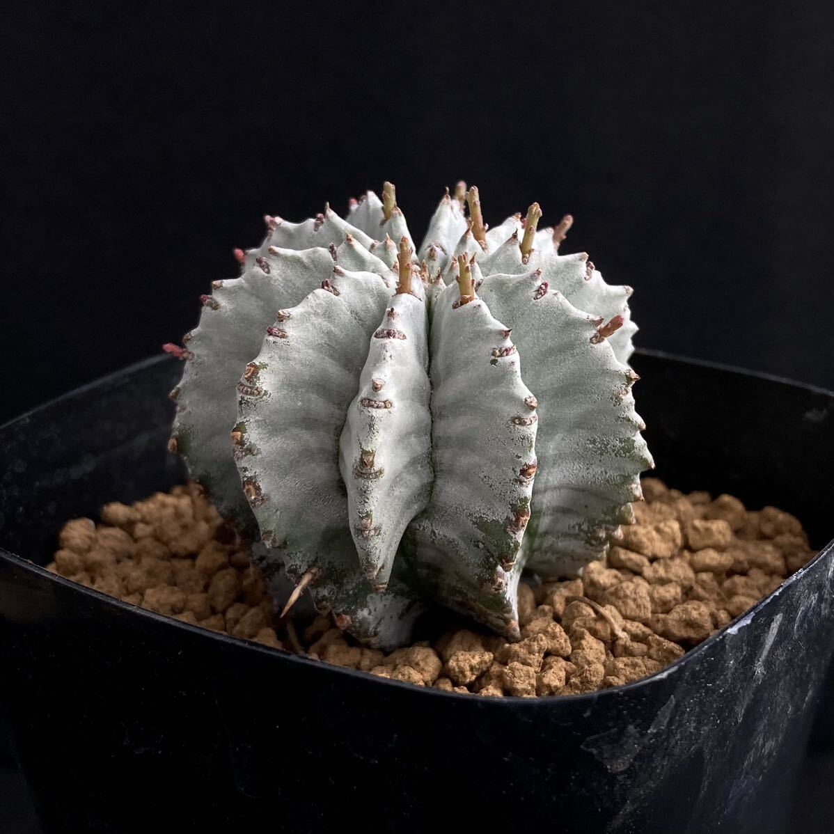 σ You fo ruby a. on white futoshi Hori da*3 number first reference image Euphorbia horrida[ Hori dasimpa] succulent plant cactus pakipotiumko Piaa poa