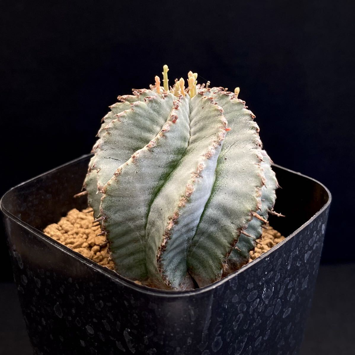 σ ユーフォルビア 螺旋大型白ホリダ (FUK-KUX) ♀2.5号 1枚目参考画像 Euphorbia horrida【ホリダシンパ】多肉植物 サボテン コピアポア_画像5