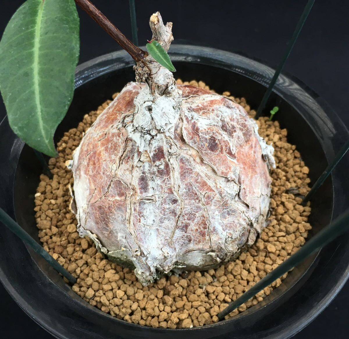 σ ペトペンチア ナタレンシス 実生選抜 2.5号 Petopentia natalensis 多肉植物 サボテン ユーフォルビア パキポディウムの画像9