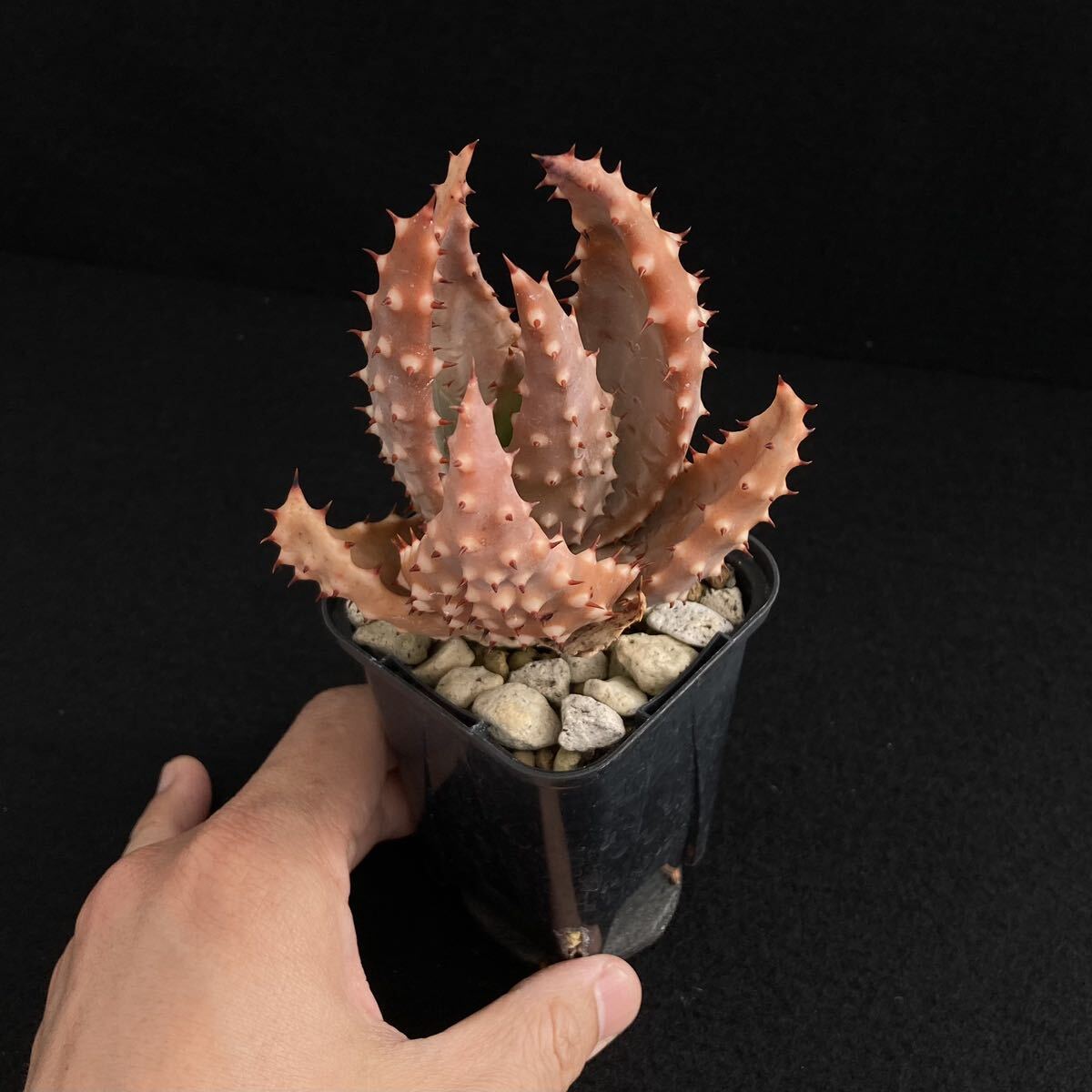 σ アロエ アクレアータ クロウジアナ 実生 2.5号 Aloe aculeata var. crousiana 多肉植物 サボテン ユーフォルビア コピアポア_画像4