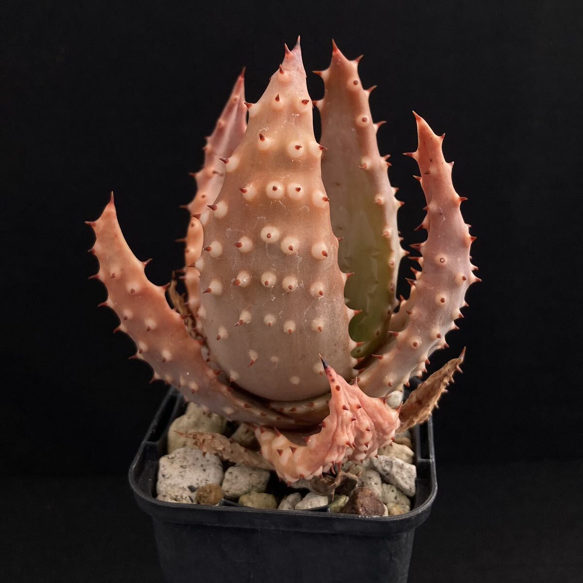 σ アロエ アクレアータ クロウジアナ 実生 2.5号 Aloe aculeata var. crousiana 多肉植物 サボテン ユーフォルビア コピアポア_画像2