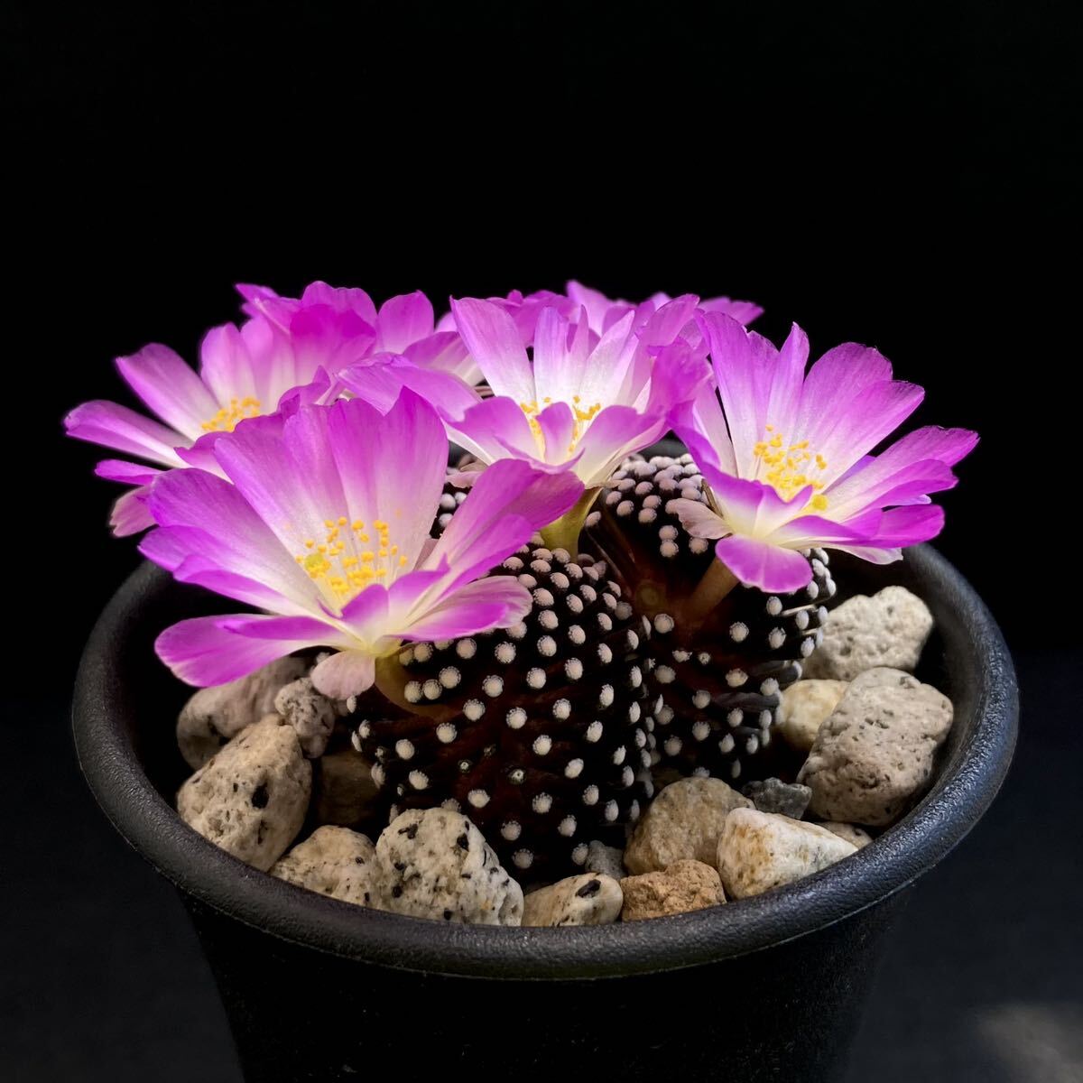 σ マミラリア ルエッティ 2.5号群生 Mammillaria luethyi 多肉植物 サボテン パキポディウム コピアポア ユーフォルビアの画像4