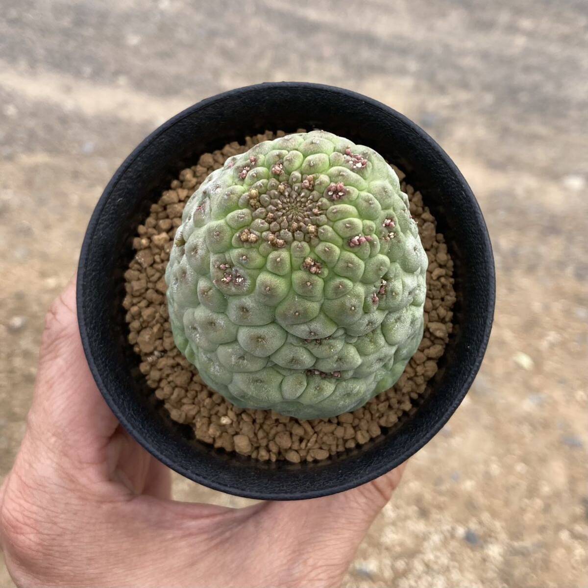 σ ラリレアキア カクティフォルメ 仏頭玉 3号 Larryleachia cactiformis 多肉植物 サボテン ガガイモ ユーフォルビア コピアポアの画像7