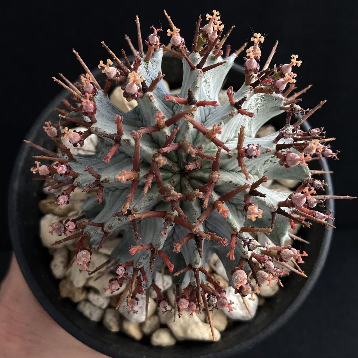 σ ユーフォルビア ホリダ ストリアータ (FUK-M＃200) ♀3.5号充実株(初出品) Euphorbia horrida【ホリダシンパ】多肉植物 サボテン_画像7