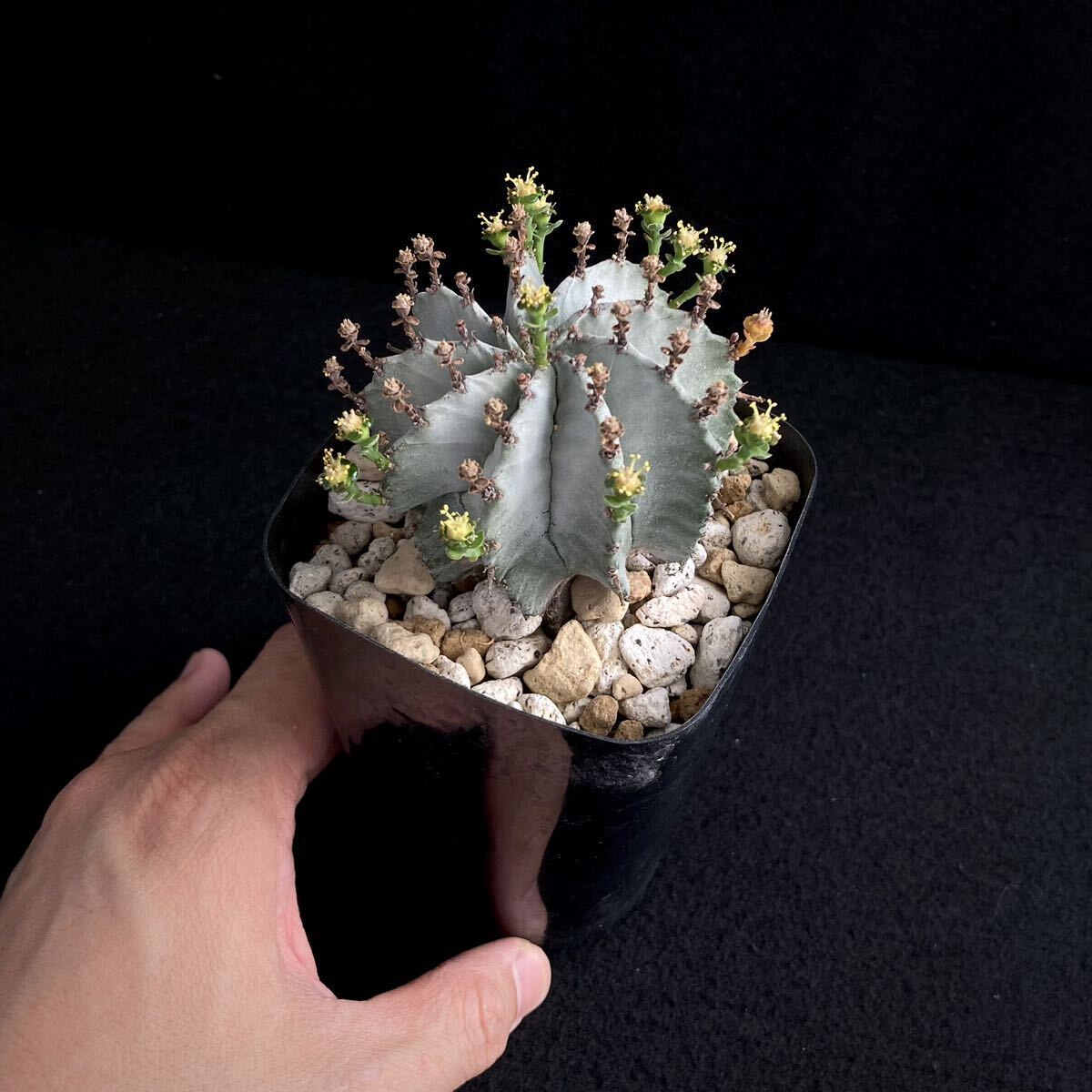 σ ユーフォルビア 螺旋白ホリダ (FUK-特選Ⅰ) ♂3号 1枚目参考画像 Euphorbia horrida【ホリダシンパ】多肉植物 サボテン オベサ_画像3