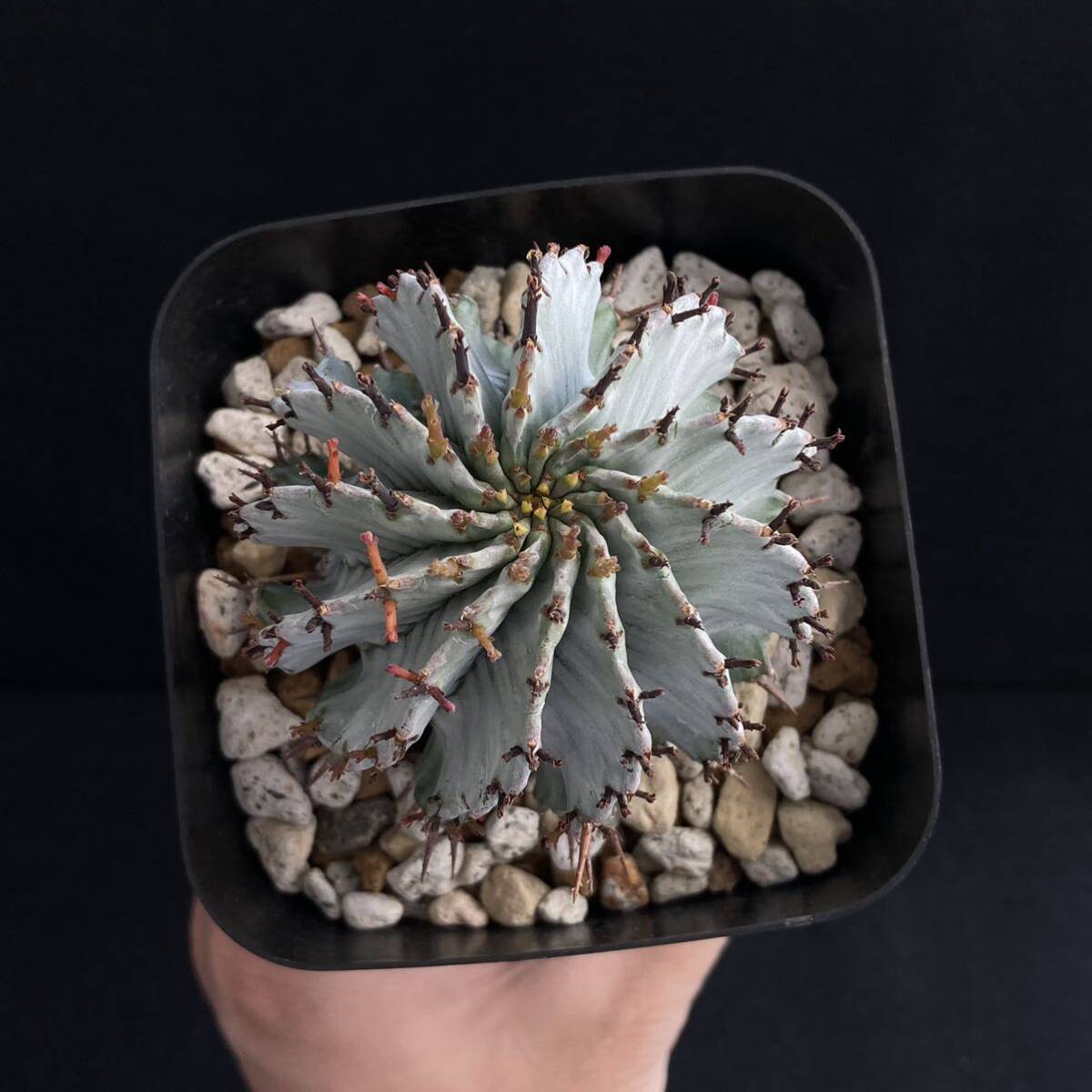 σ ユーフォルビア 関上№1セブラホリダ ♂3.5号充実株 1枚目参考画像 Euphorbia horrida【ホリダシンパ】多肉植物 サボテン コピアポア_画像8