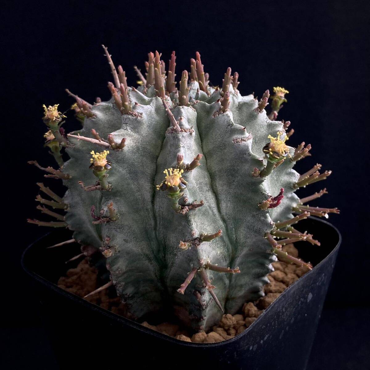 σ ユーフォルビア ゲンコツホリダ ♂3号 1枚目参考画像 Euphorbia horrida【ホリダシンパ】多肉植物 サボテン パキポディウム コピアポア_画像5