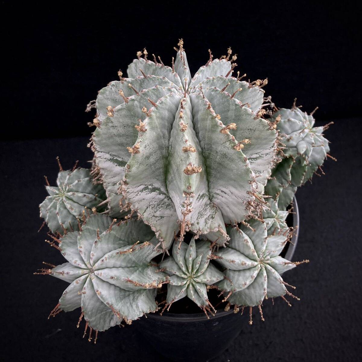 σ ユーフォルビア 大型白ホリダ (FUK-KU①) ♀3号 1枚目参考画像 Euphorbia horrida【ホリダシンパ】多肉植物 サボテン パキポディウム_参考画像