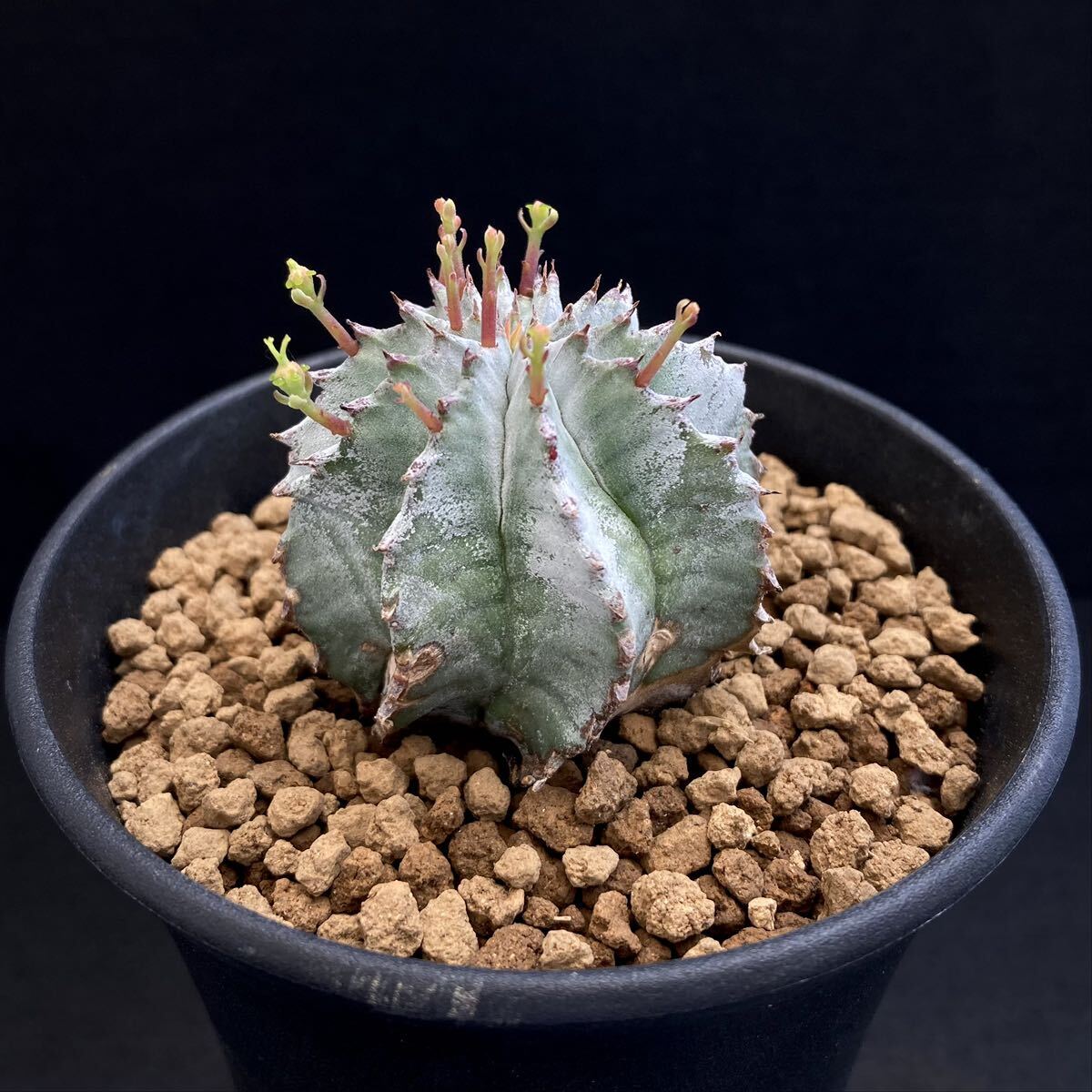 σ ユーフォルビア 藤田特白ホリダ アルバ (FUK-M＃1600) ♀3号 1枚目参考画像 Euphorbia horrida【ホリダシンパ】多肉植物 サボテン_画像4