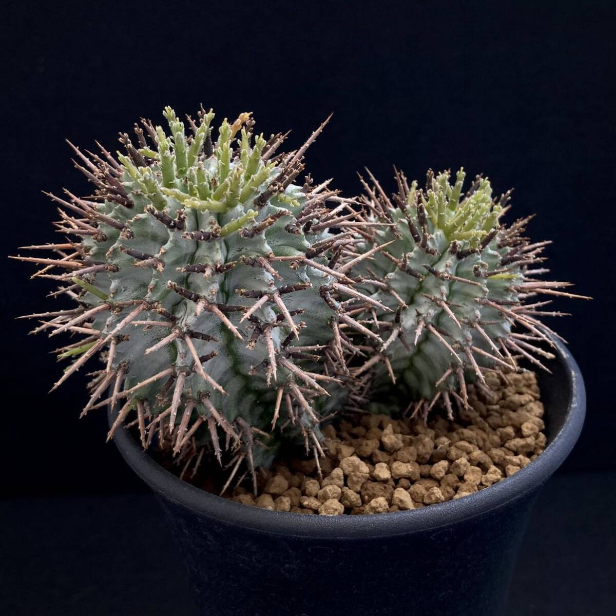 σ You fo ruby a Zebra Hori da(FUK-iⅡ) *3.5 number 2 head stock first reference image Euphorbia horrida[ Hori dasimpa] succulent plant cactus ko Piaa poa