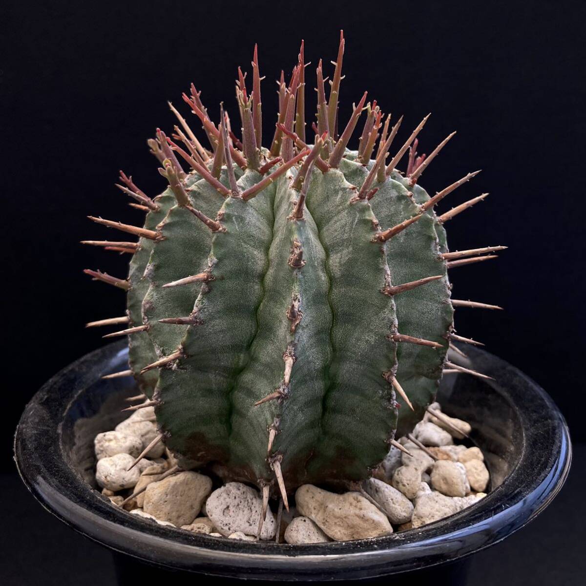 σ ユーフォルビア ホリダ 大型マジョール (FUK-M#1400) 4号充実株(初出品) Euphorbia horrida v. major【ホリダシンパ】多肉植物 サボテン_画像6