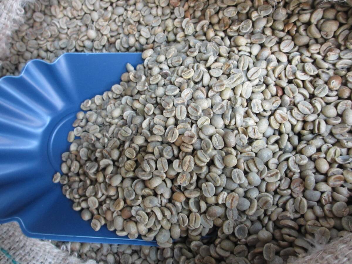 raw legume coffee raw legume standard is possible to choose 10kg Hello coffee #516
