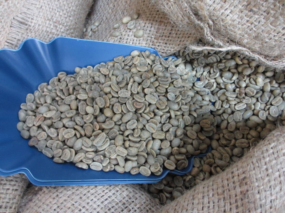  raw legume coffee raw legume standard is possible to choose 10kg Hello coffee #516