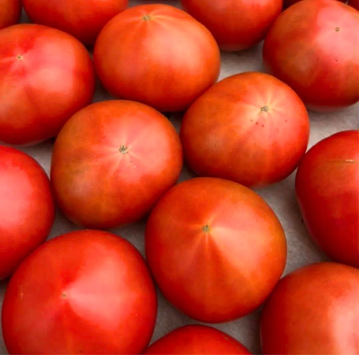 28知県産 土佐 フルーツトマト 産地直送 約1kg 宅急便コンパクト