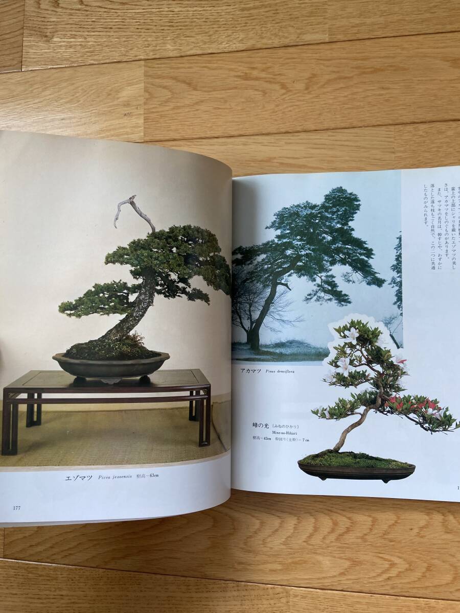 自然樹形と創作樹形 サツキ・松柏・雑木 / 月刊さつき研究 別冊_画像4