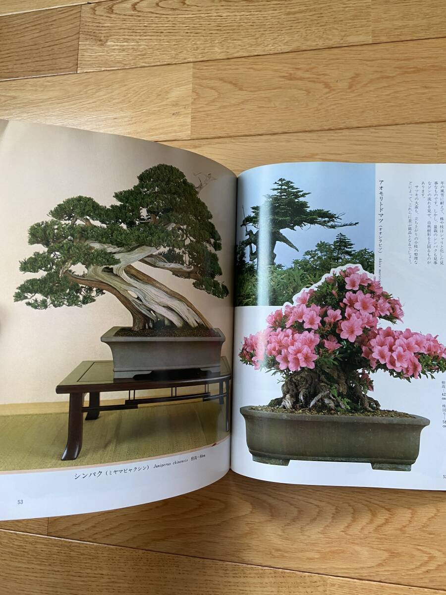 自然樹形と創作樹形 サツキ・松柏・雑木 / 月刊さつき研究 別冊_画像5