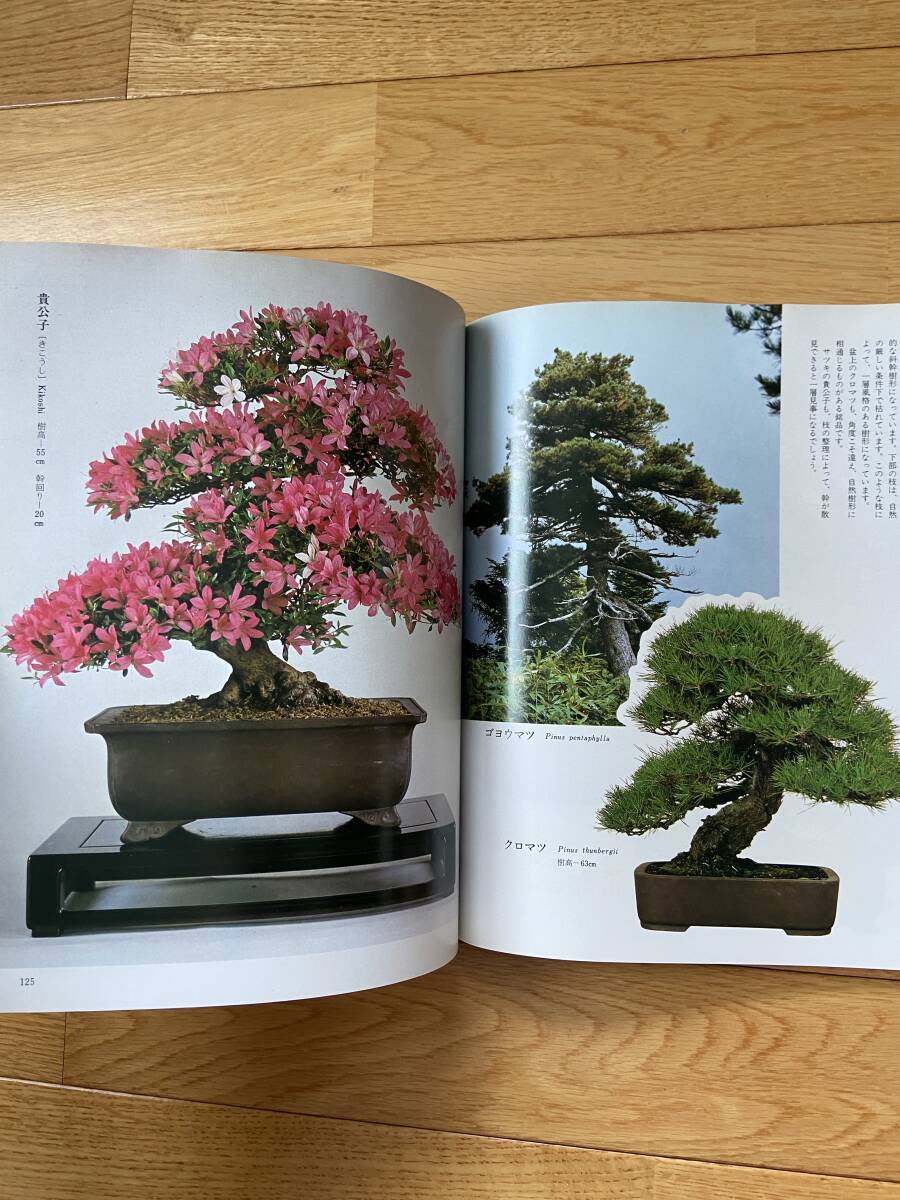 自然樹形と創作樹形 サツキ・松柏・雑木 / 月刊さつき研究 別冊_画像6