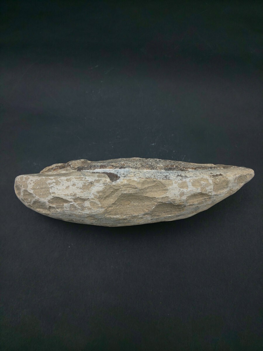 ☆魚 化石 約456g ☆鉱物 魚類 置物_画像8