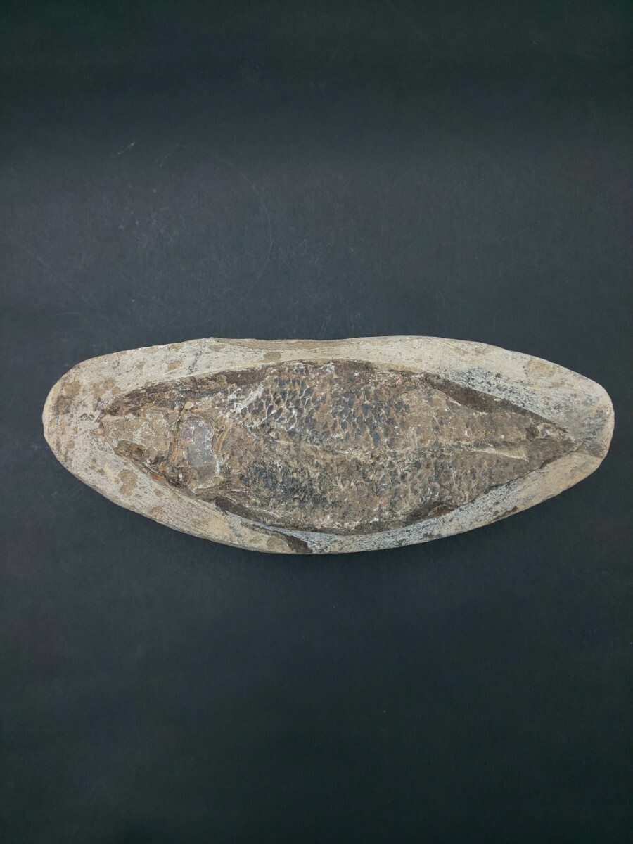 ☆魚 化石 約456g ☆鉱物 魚類 置物_画像1