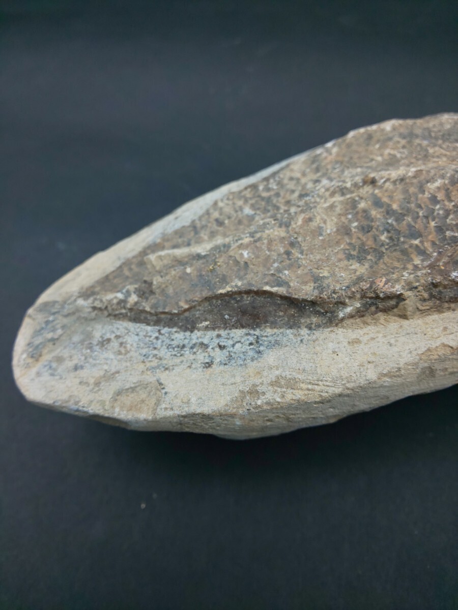 ☆魚 化石 約456g ☆鉱物 魚類 置物_画像5