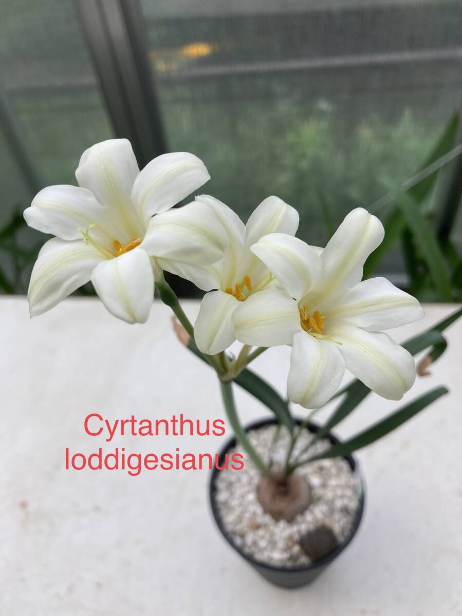 ③キルタンサス・ロドリゲス　Cyrtanthus loddigesianus 実生苗_開花例